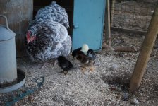 Orp and Cheep4.jpg