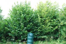 Hazelhedge after.jpg