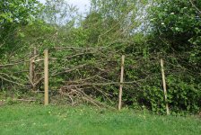 Hazelhedge before.jpg