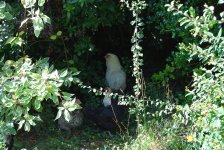 Bushes2.jpg