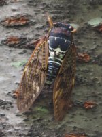 04_cicada.jpeg 04_cicada.jpeg