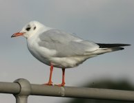 BlackheadedGull1_Thornton_5Oct07.jpg