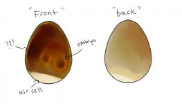 egg.png