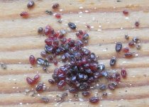 red-mite-clump.jpg