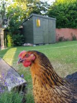 Hens and shed - Edited.jpg