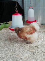 Hetty1.jpg