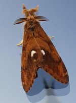 Moth - Edited.jpg