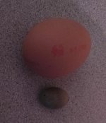 small egg and martha's egg.jpg