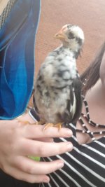 IMG-20180812-WA0002.jpg