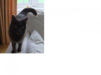 Smokey resized.jpg
