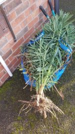 Plant2.jpg