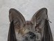 Long Eared Bat Garden August 2018.JPG