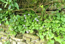 Campanula.png