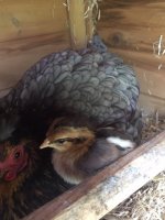 mystery chick.jpeg