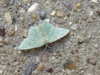 Light Emerald.JPG