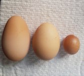 Eggs16July19.jpg