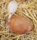 Oddegg.jpg