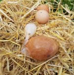 Eggs1.jpg