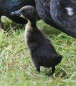 Duckling_3852.jpg