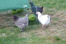 hens2.jpeg