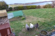 hens4.jpeg