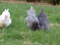 hens3.jpeg
