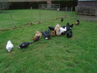 hens_flock.JPG