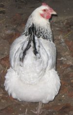 IMG_4990 Odette 2016.JPG