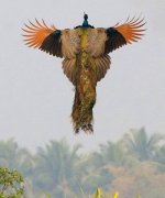 peacock.jpg