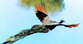 2 peacock.jpg