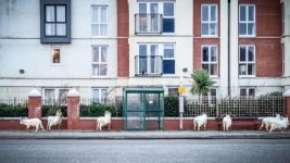 Llandudno.jpg