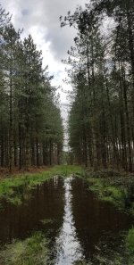 SherwoodPines - Edited.jpg