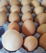 Eggtray3 - Edited.jpg