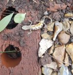 Spottednewt - Edited.jpg
