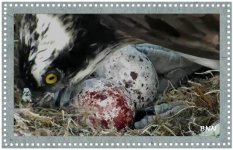 Eggs 2020.jpg