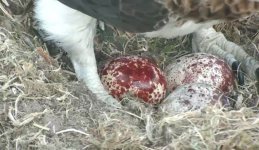 Egg no 3.jpg