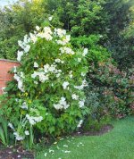 Abutilonwhite - Edited.jpg