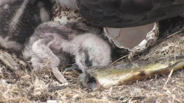 2nd chick.png