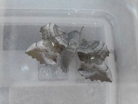 Poplar Hawk Moth.JPG