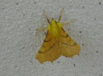 Canary-shouldered Thorn.JPG
