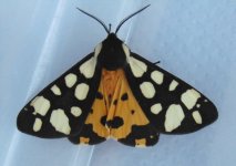 Cream-spot Tiger Moth.JPG