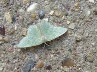 Little Emerald.JPG