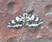 Magpie Moth.JPG