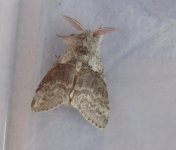 Pale Tussock.JPG