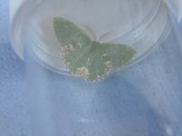 Blotched Emerald.JPG