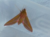 Elephant Hawk Moth.JPG