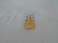 Buff Ermine 2.JPG