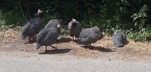 Guinea Fowl.jpg