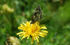 DSC_0890.jpg