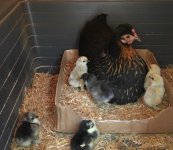 Hen and Chicks.jpg